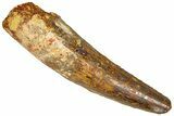 Fossil Spinosaurus Tooth - Real Dinosaur Tooth #365629-1